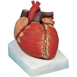 مدل (مولاژ) قلب...