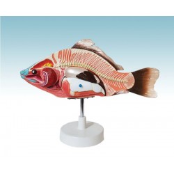 مولاژ ماهی (قابل تفکیک)