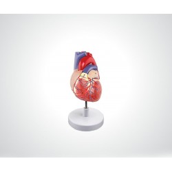 مدل قلب انسان (جدید)