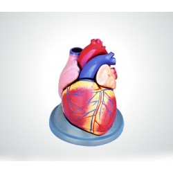 مدل قلب انسان (3 برابر...