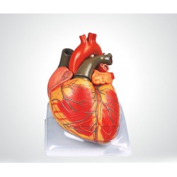 مدل قلب انسان (5 برابر...