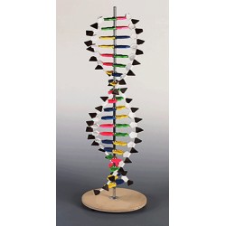مدل DNA